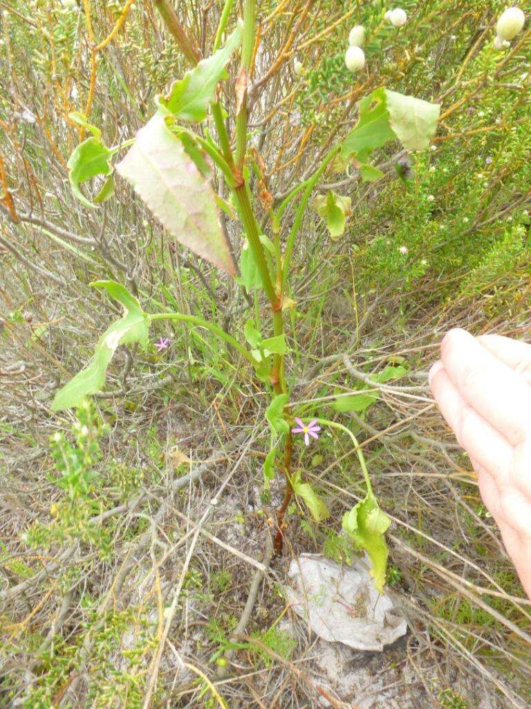 Image de Rumex lativalvis Meisn.