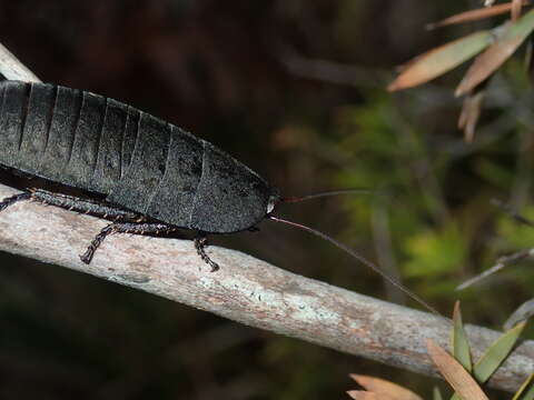 Image of Polyzosteria invisa Walker & F. 1868