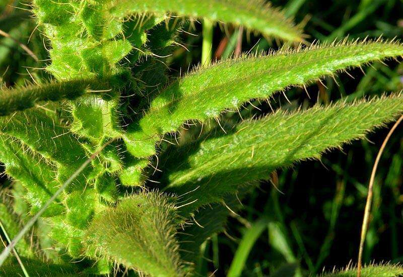 Image of Berkheya echinacea subsp. echinacea