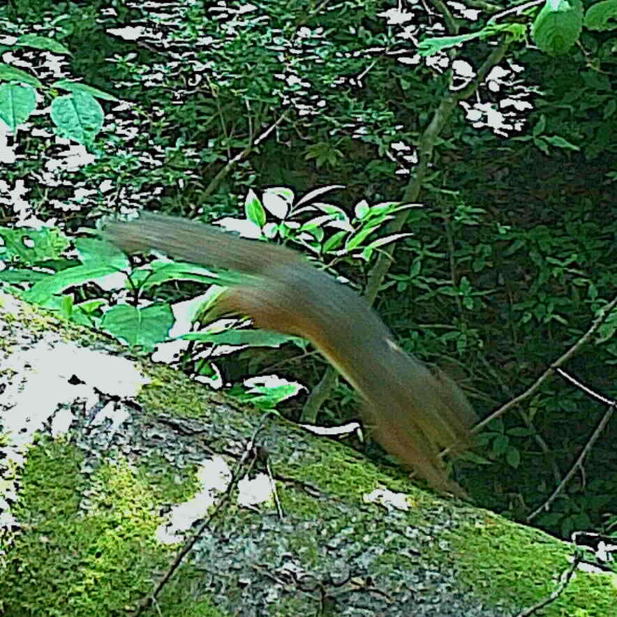 Image of Japanese Squirrel