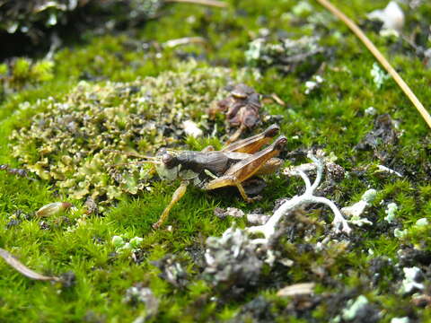 Melanoplus islandicus Blatchley 1898的圖片