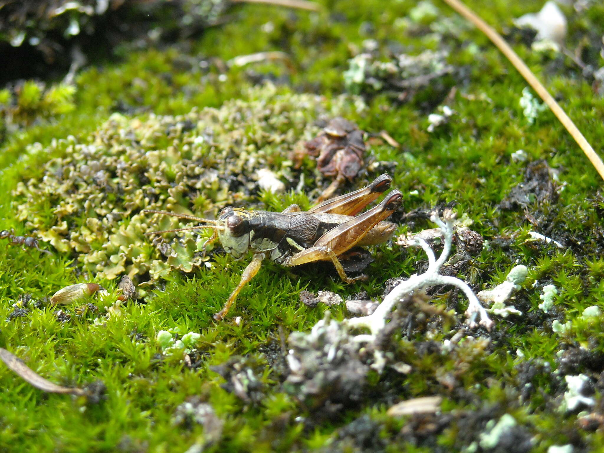 Image of Melanoplus islandicus Blatchley 1898