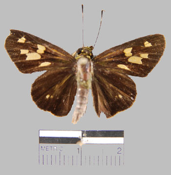 Image of <i>Turesis complanula</i>