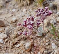 Asclepias nummularia Torr. resmi