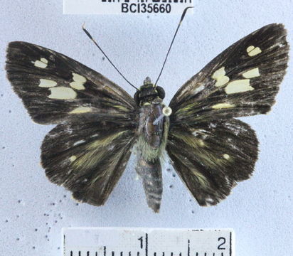 Image of <i>Turesis complanula</i>