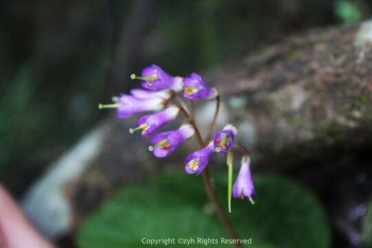 Image of Oreocharis benthamii C. B. Clarke