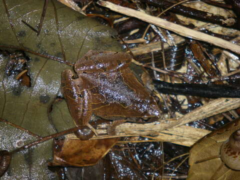 صورة Microhyla okinavensis Stejneger 1901