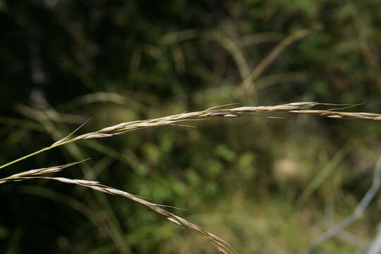 Imagem de Achnatherum bromoides (L.) P. Beauv.