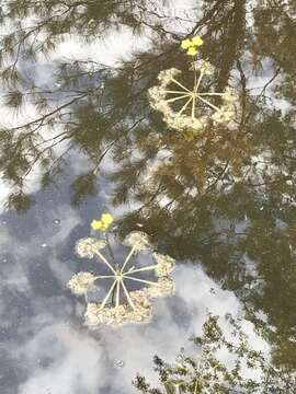 Image of Swollen Bladderwort