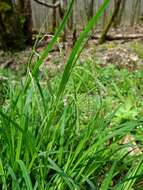 Image of Drooping Sedge