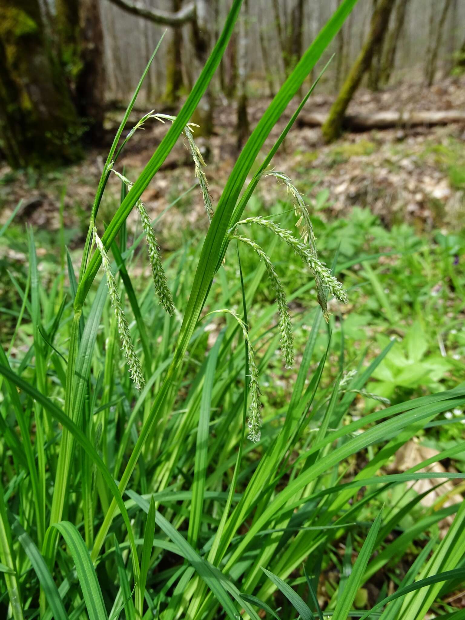 صورة Carex prasina Wahlenb.