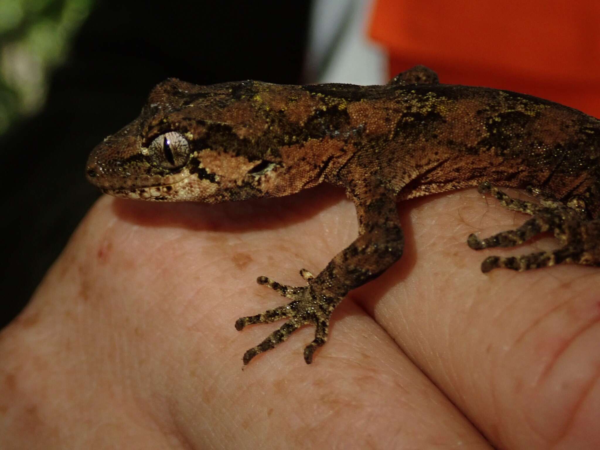 Image of Mokopirirakau Nielsen, Bauer, Jackman, Hitchmough & Daugherty (2011)