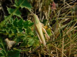 Image de criquet verte-échine