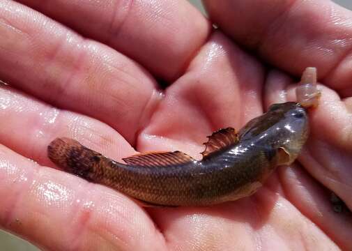 Image of Shimofuri Goby