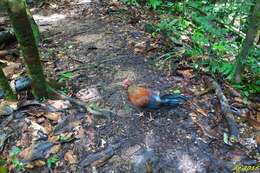 Image of Ceylon Junglefowl