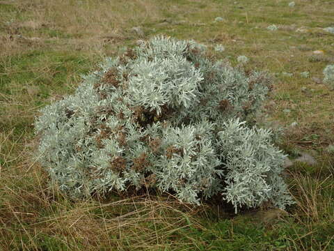 Слика од Artemisia argentea L'Hér.