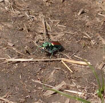 Imagem de Cicindela (Cicindela) splendida Hentz 1830