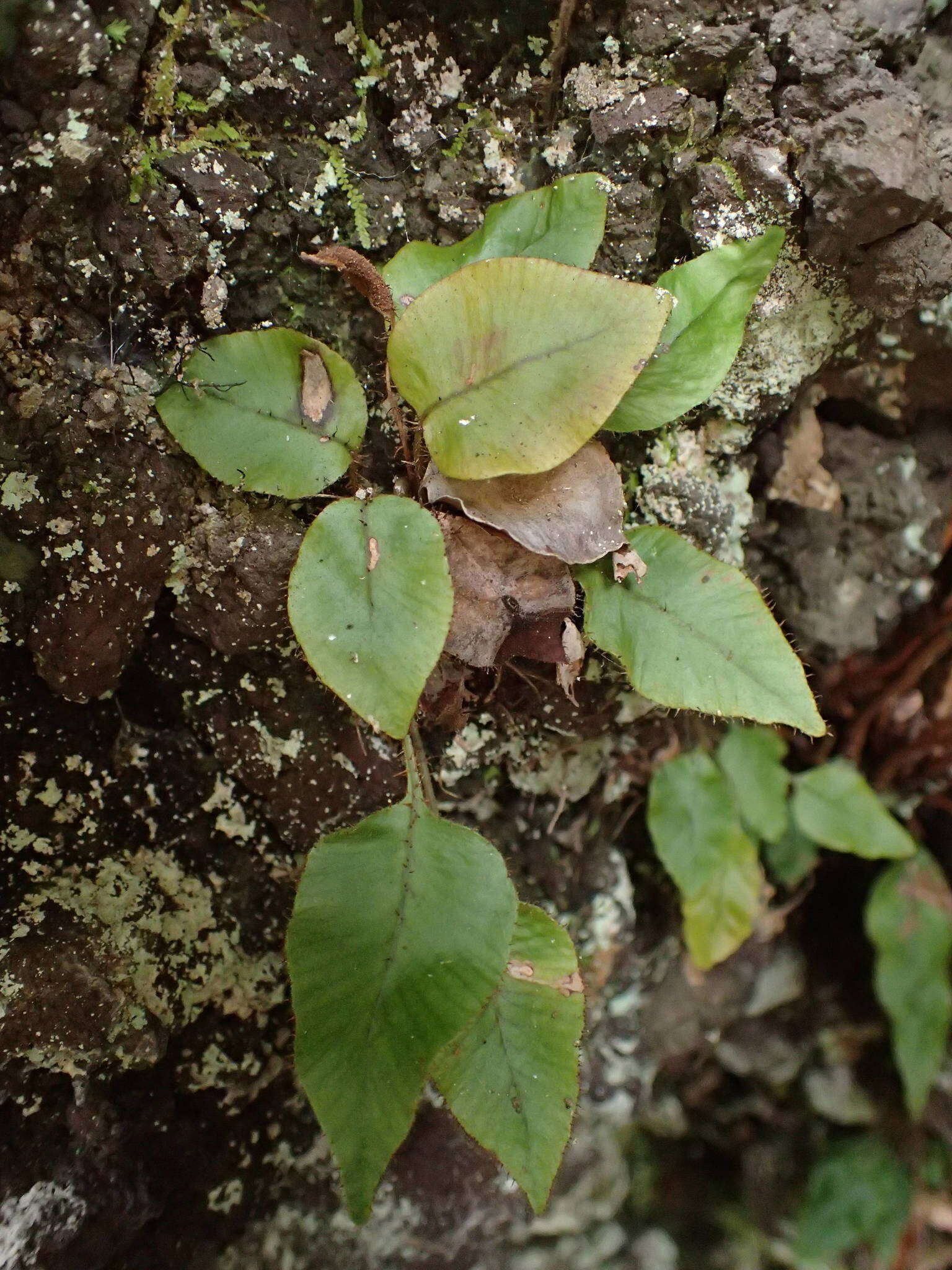 Image of Elaphoglossum hybridum (Bory) Brack.