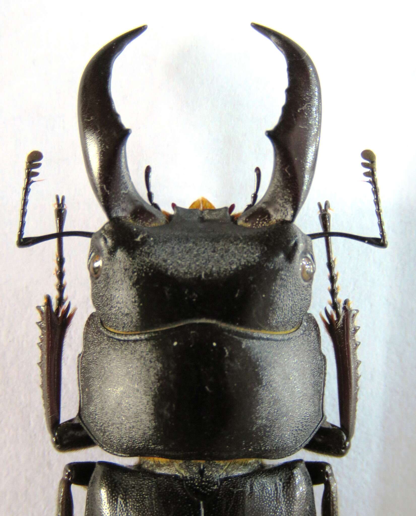 Image de Serrognathus titanus sakishimanus (Nomura 1964)