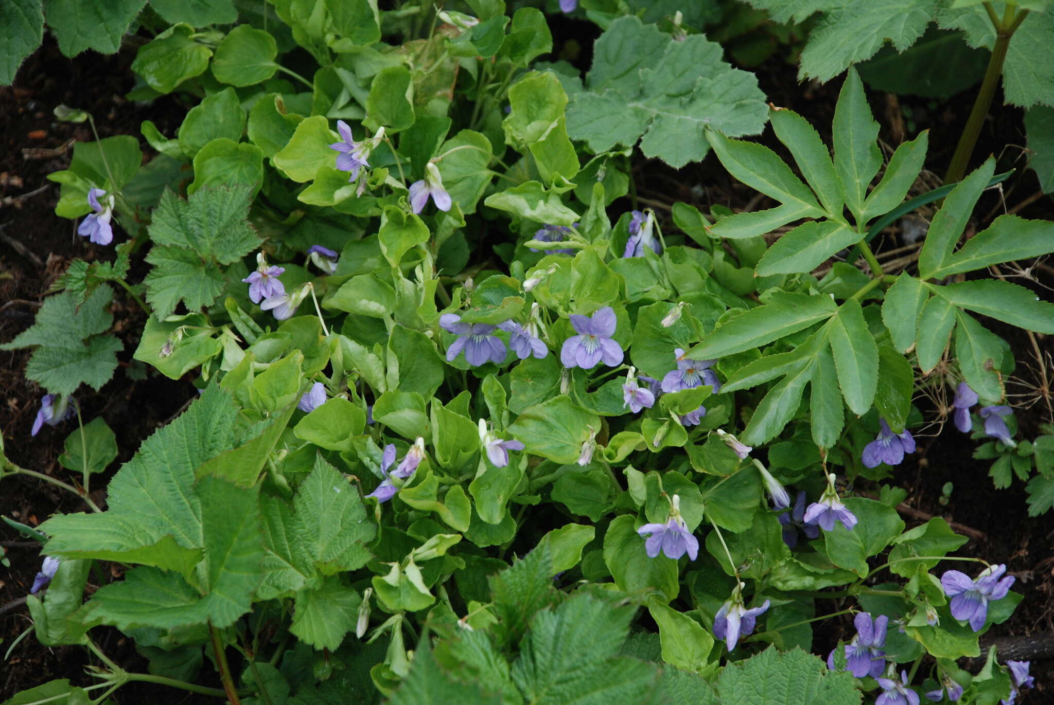 Image of Viola sacchalinensis H. Boiss.