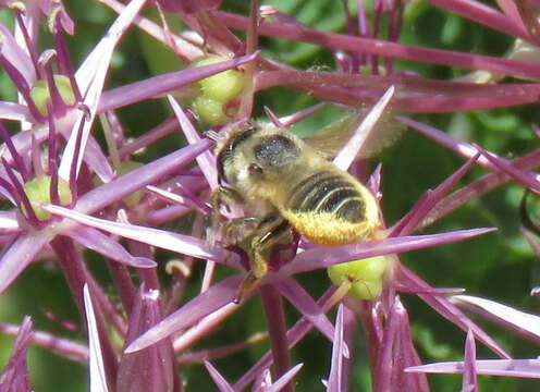 Image of Furry Leaf-cutter Bee