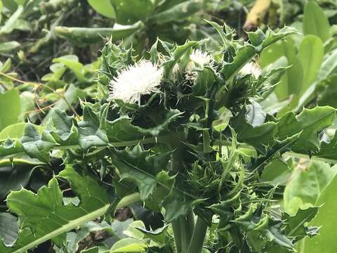 Image of Cirsium brevicaule A. Gray