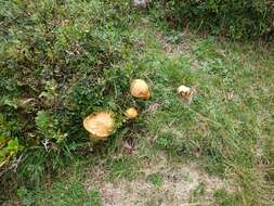 Image of Suillus variegatus (Sw.) Richon & Roze 1888