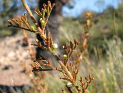 Imagem de Cyanothamnus occidentalis