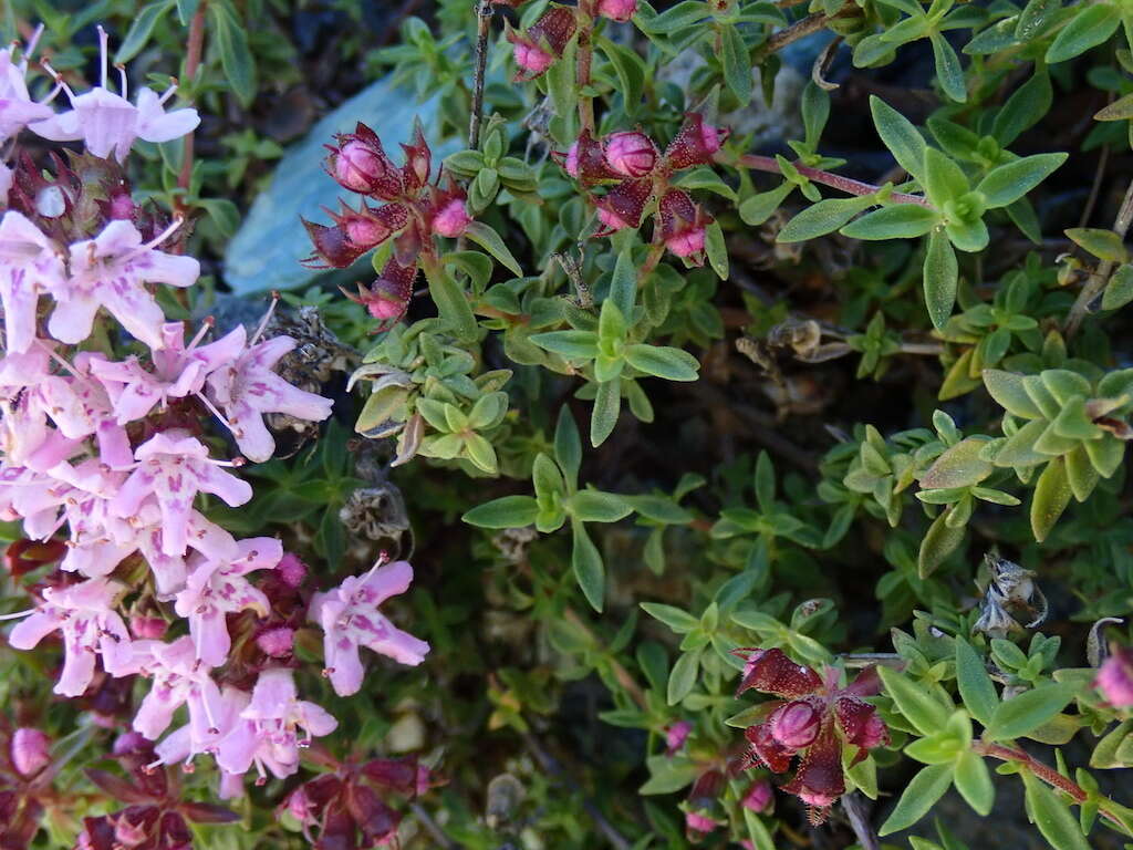 Sivun Thymus herba-barona Loisel. kuva