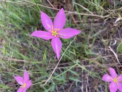 Image of largeflower rose gentian