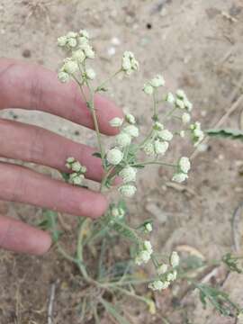 Image of Gray's feverfew