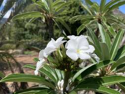 Image de Pachypodium lamerei Drake