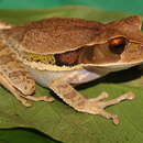 Image of Gastrotheca recava Teixeira, Vechio, Recoder, Carnaval, Strangas, Damasceno, Sena & Rodrigues 2012