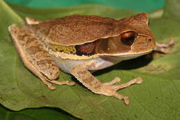 Image of Gastrotheca recava Teixeira, Vechio, Recoder, Carnaval, Strangas, Damasceno, Sena & Rodrigues 2012