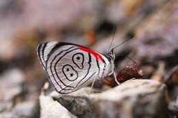 صورة Diaethria neglecta Salvin 1869