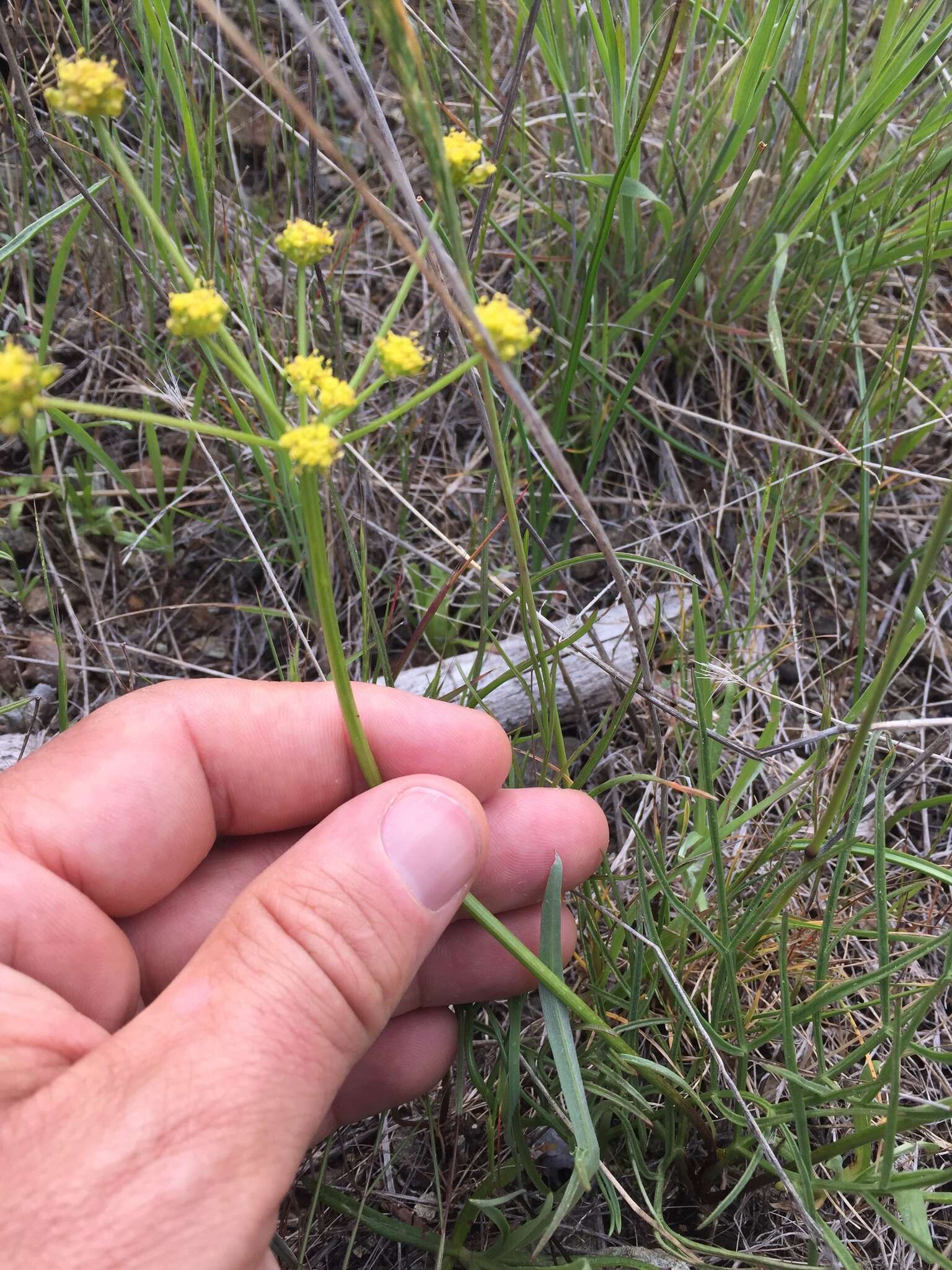 Image of Lomatium marginatum var. marginatum