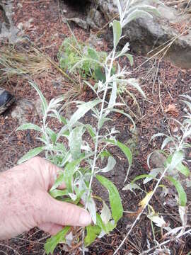 Image of white sagebrush