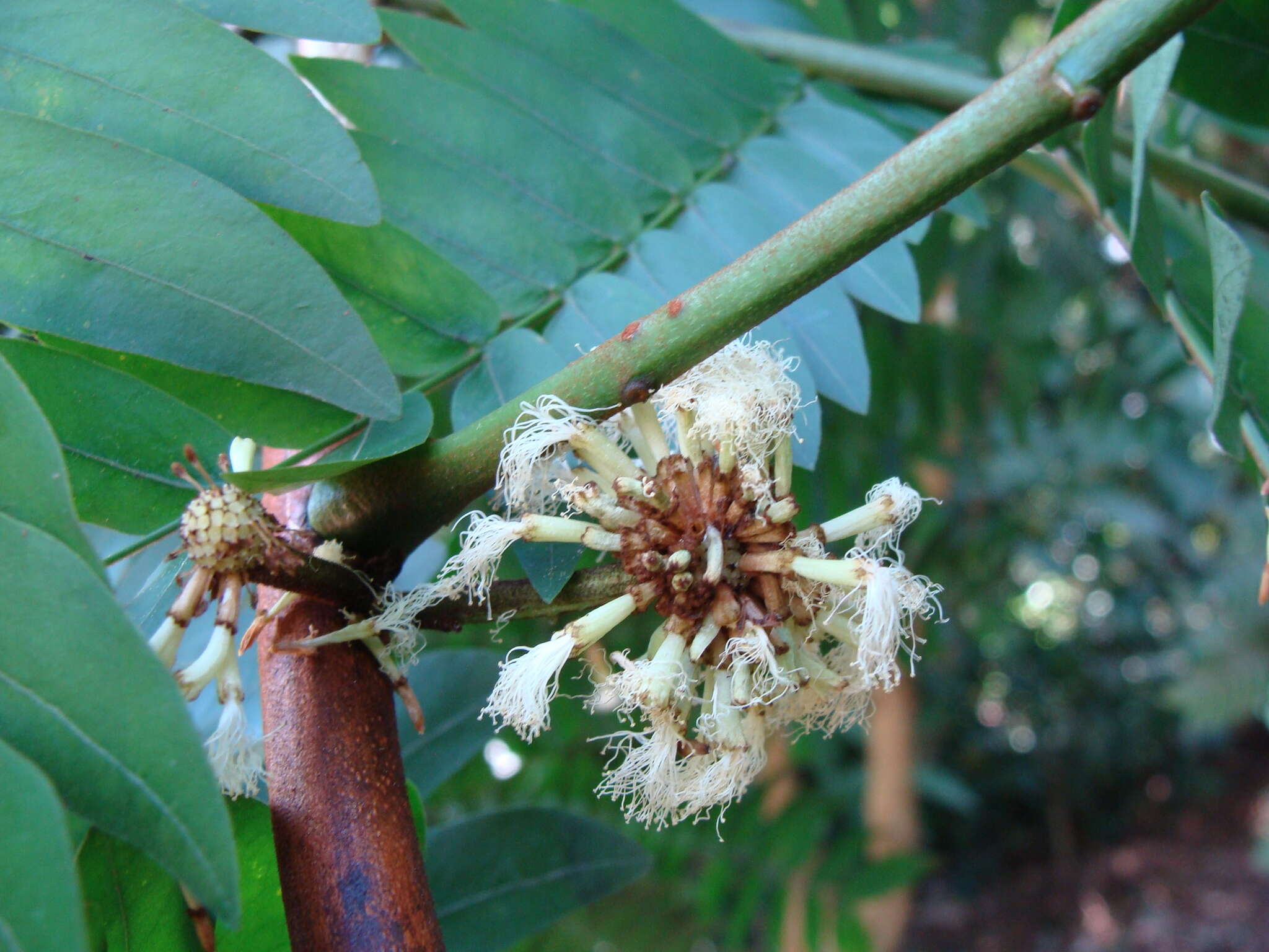 Image of Cojoba sophorocarpa (Benth. & Hook. fil.) Britton & Rose