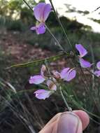 Image of Tephrosia longipes subsp. longipes