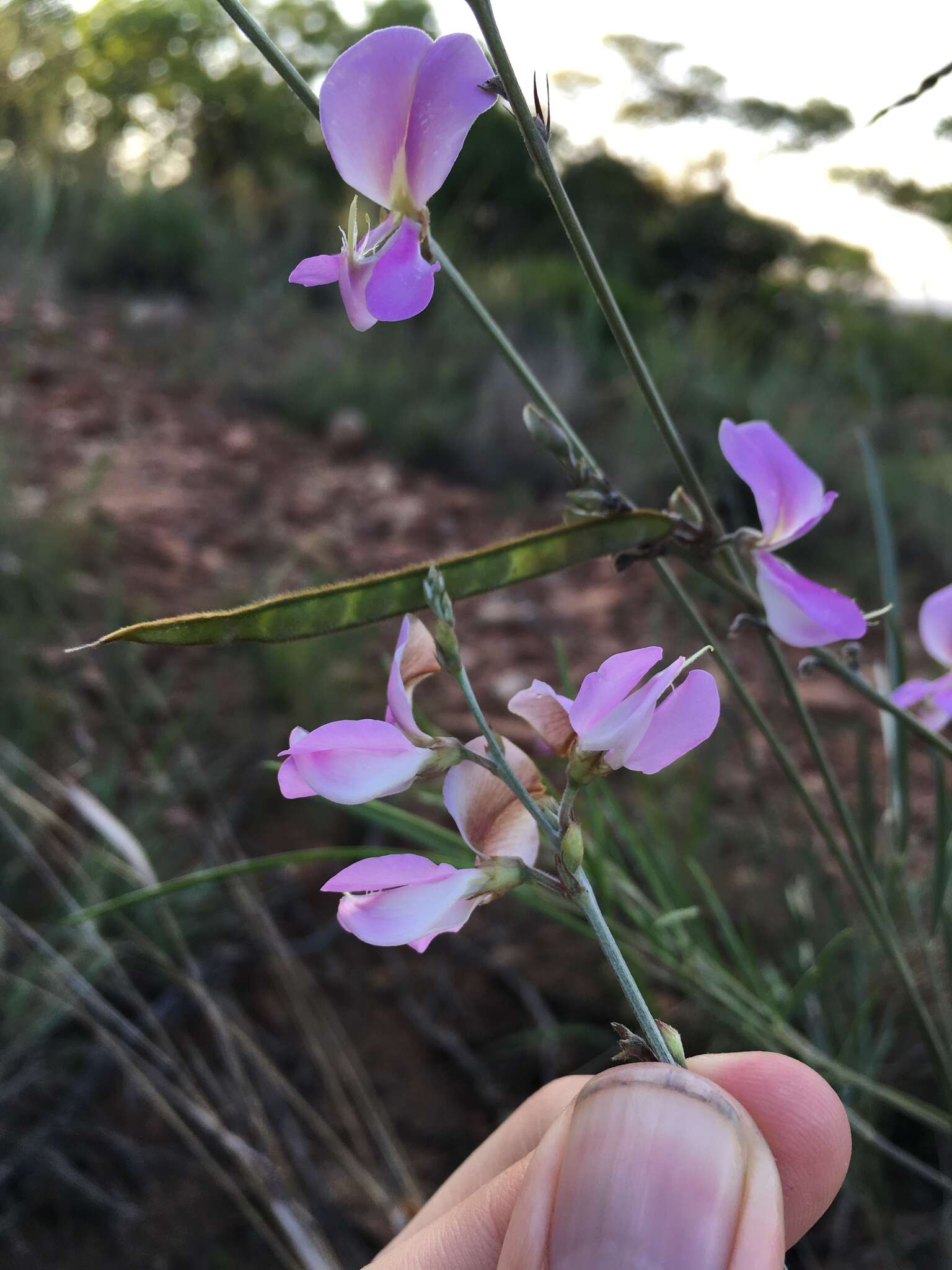 Image of Tephrosia longipes subsp. longipes