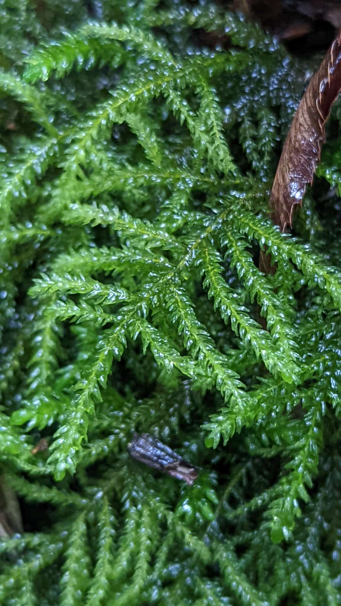 Image of Necker's thamnobryum moss