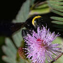 Image de Xylocopa coronata Smith 1861