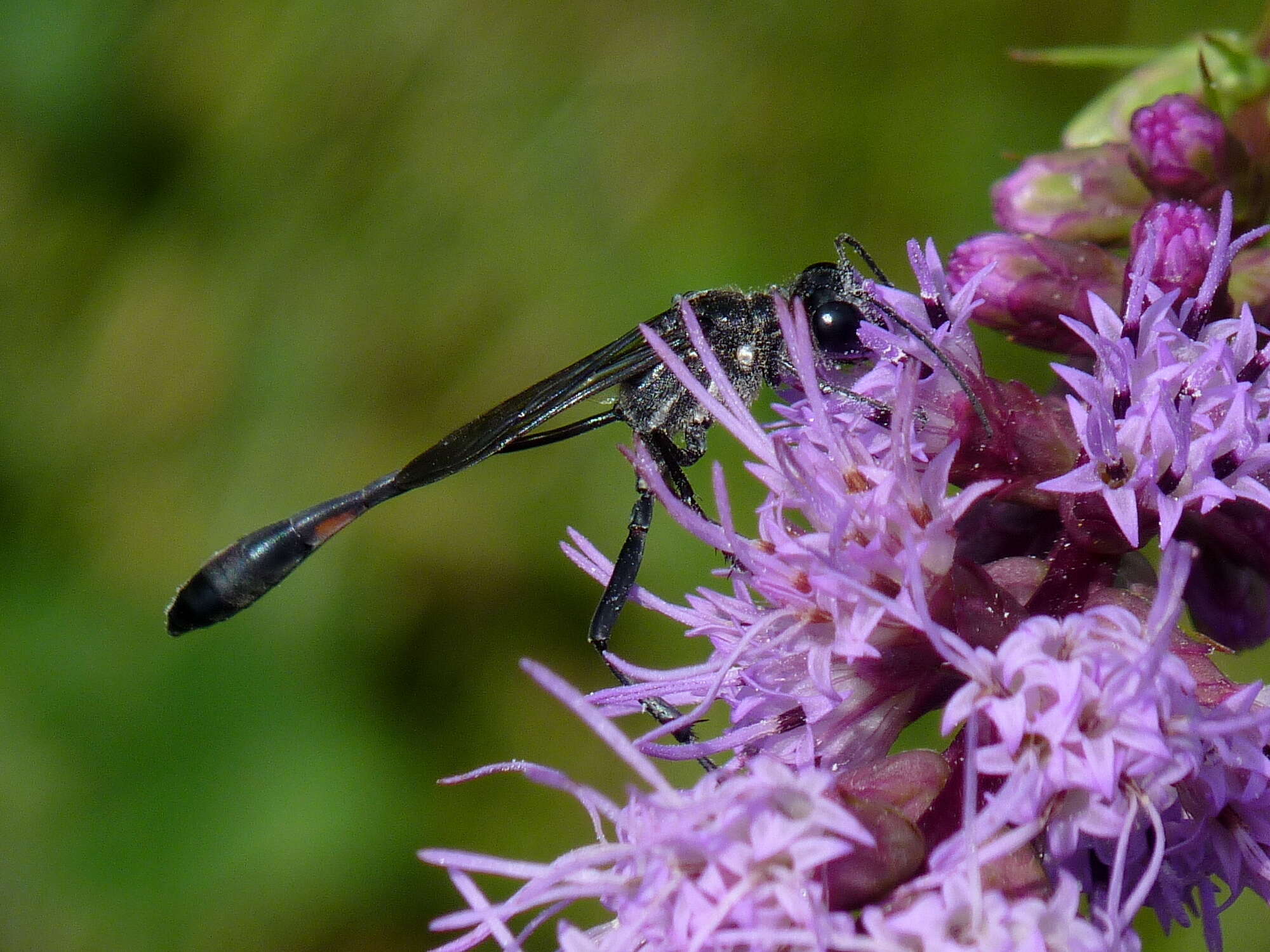 Image of Ammophila procera Dahlbom 1843