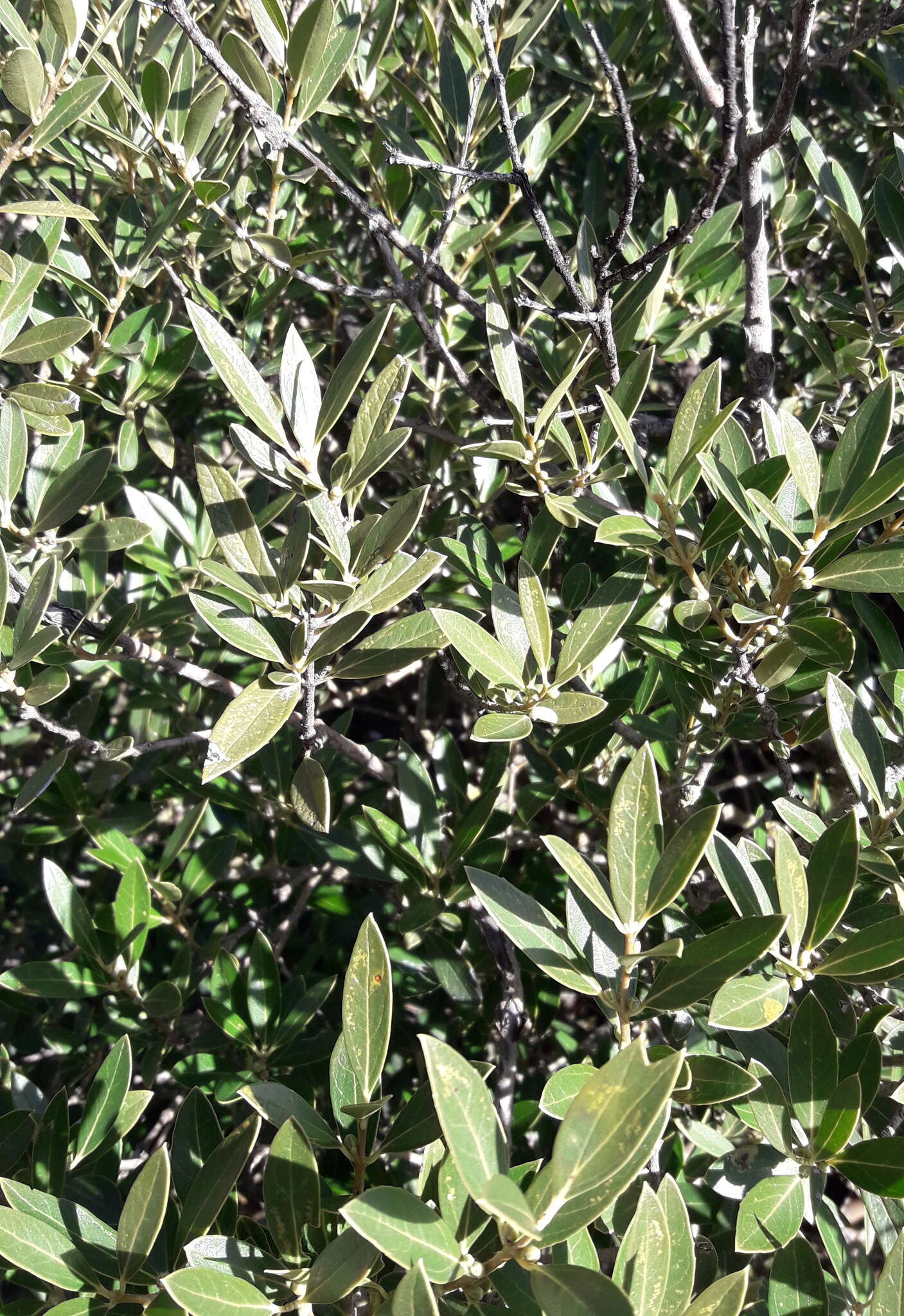 Image of Green Olive Tree