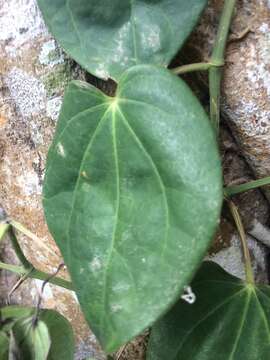 Image of Betel pepper