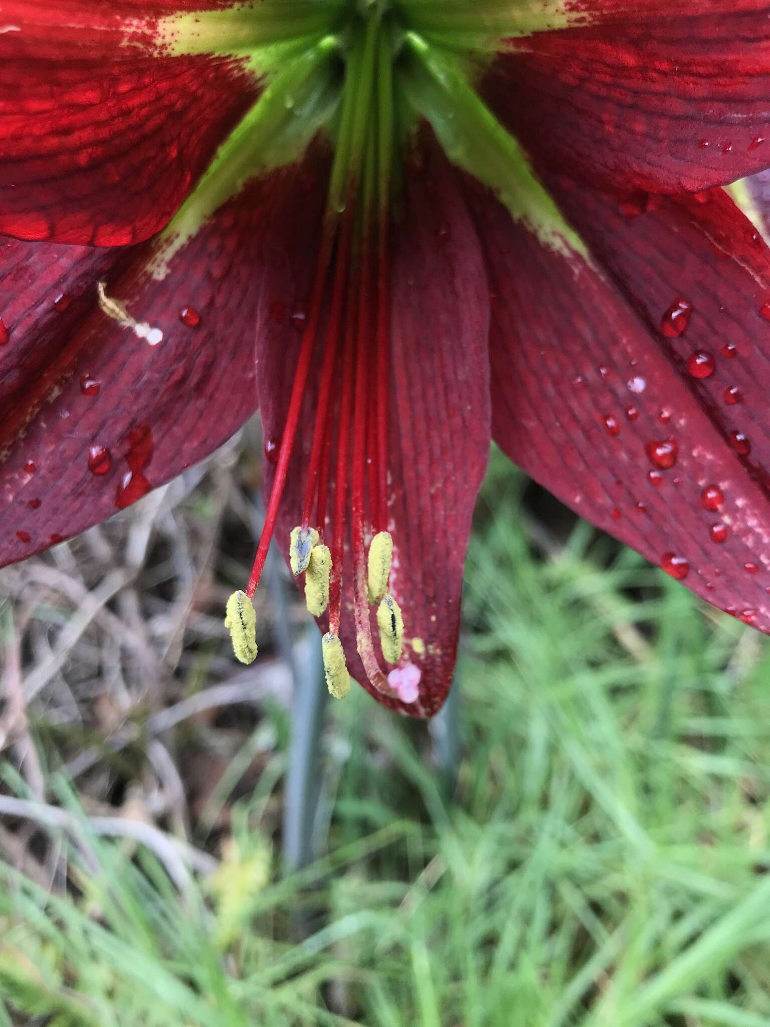 صورة Hippeastrum machupijchense (Vargas) D. R. Hunt