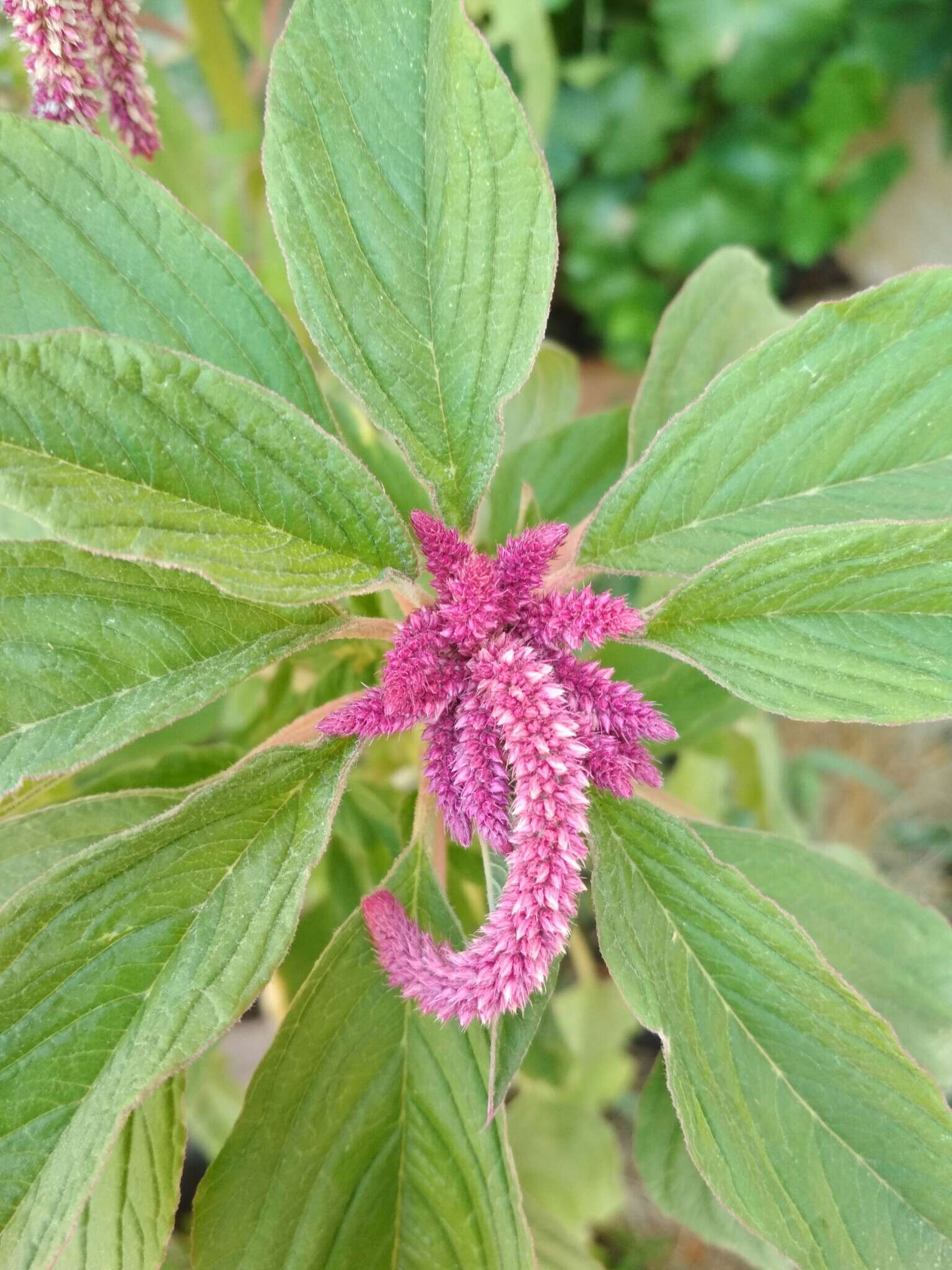 Image of love-lies-bleeding