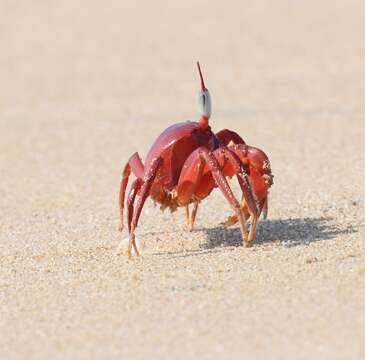 Image of red ghost crab