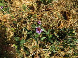 Image of Verbena hispida Ruiz & Pav.