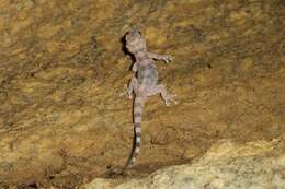 Image of Leaf-toed Gecko